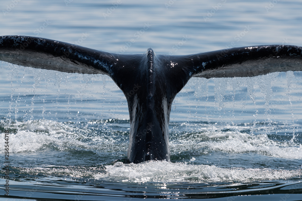 Naklejka premium Whale Bay of Fundy NB off of Wolves Island