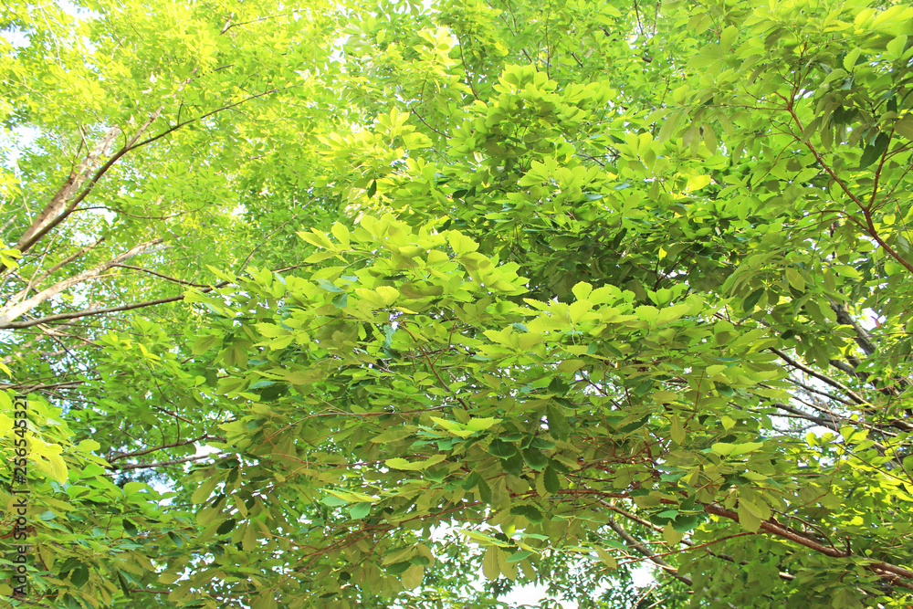 日差し 新緑 日差し 新緑