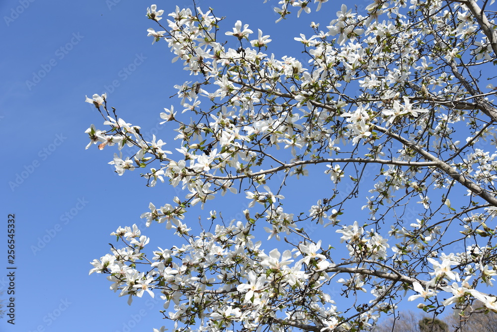 Magnolia kobus blossoms and blue sky match and enjoy the feeling of spring. Magnolia kobus blossoms and blue sky match and enjoy the feeling of spring.