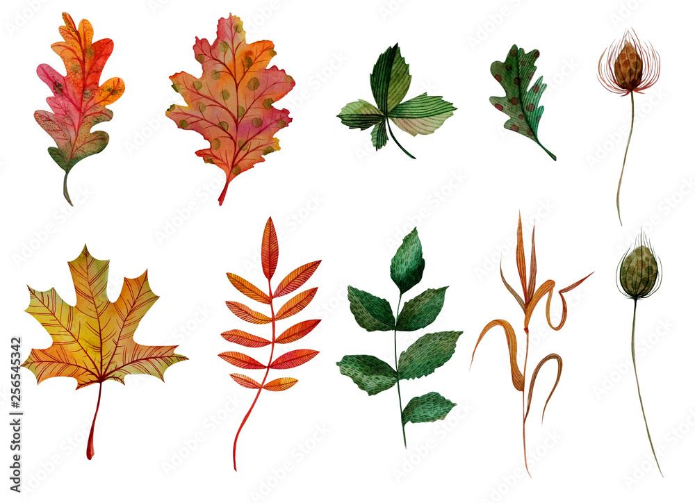 Fototapeta premium Watercolor elements set autumn leaves oak ashberry maple rosehip chestnut blade of grass bur