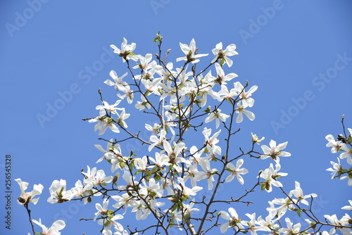 Magnolia kobus blossoms and blue sky match and enjoy the feeling of spring.