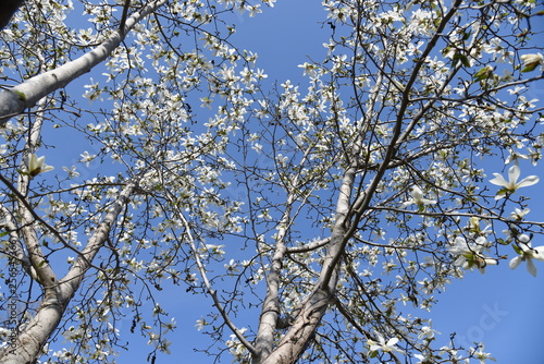 Magnolia kobus blossoms and blue sky match and enjoy the feeling of spring. © tamu