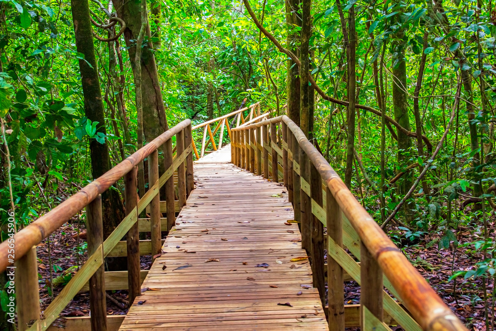 wooden bridge in forest wooden bridge in forest