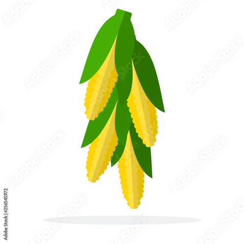 Associated corn cobs flat isolated