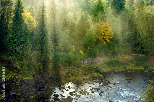 Sunrays shining through foggy evergreen forest on Snoqualmie river, Pacific Northwest, Washington, USA