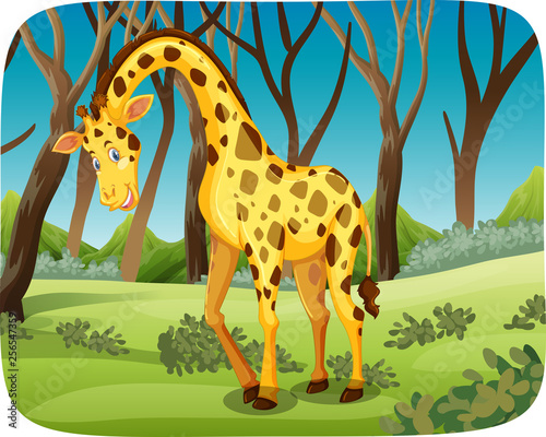 A giraffe in the forest