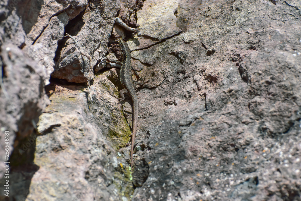 Lizard sunbathing on a rock. Taken in Madeira Lizard sunbathing on a rock. Taken in Madeira