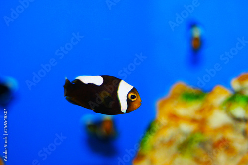 Saddleback Clownfish - (Amphiprion polymnus) photo