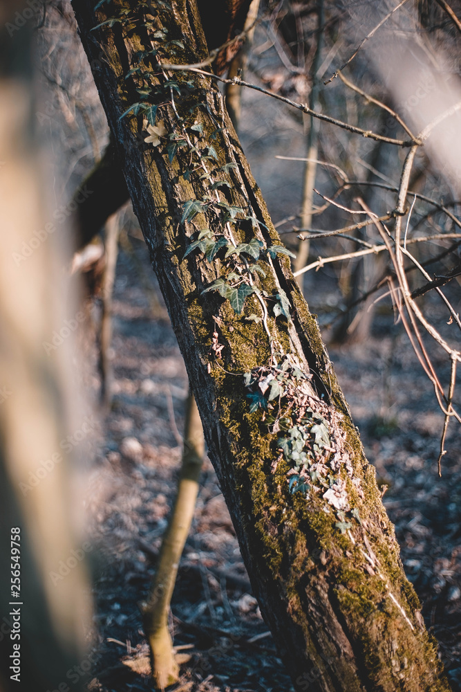 Holz, Baum, Efeu, Grün, Winter, Frühling, Hintergrund, Textur, Rinde, Hell, Ranken Holz, Baum, Efeu, Grün, Winter, Frühling, Hintergrund, Textur, Rinde, Hell, Ranken