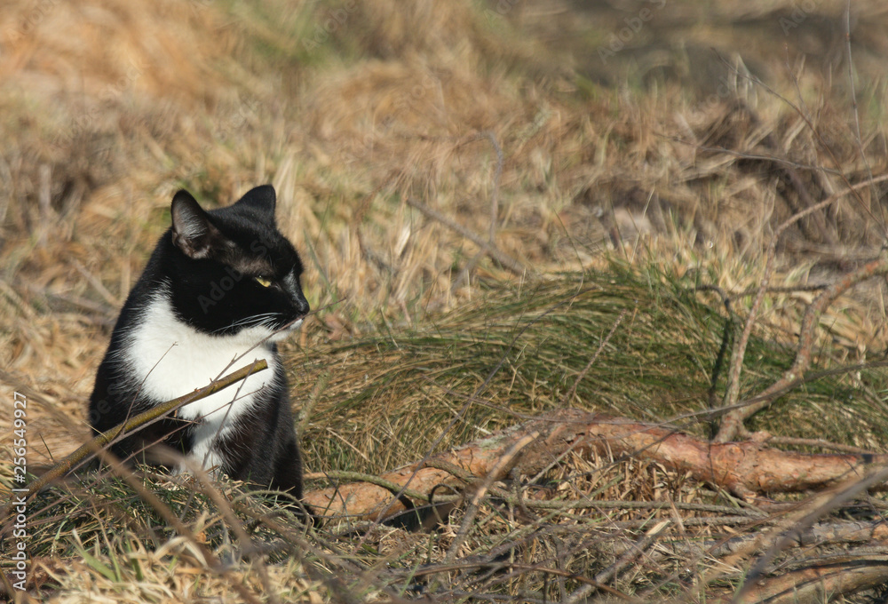 cat in grass cat in grass