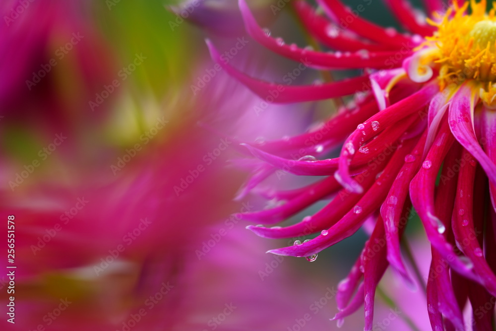 Obraz premium ダリア