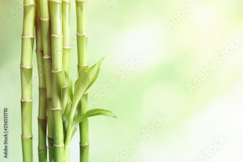 Fototapeta Naklejka Na Ścianę i Meble -  Green bamboo stems on blurred background with space for text