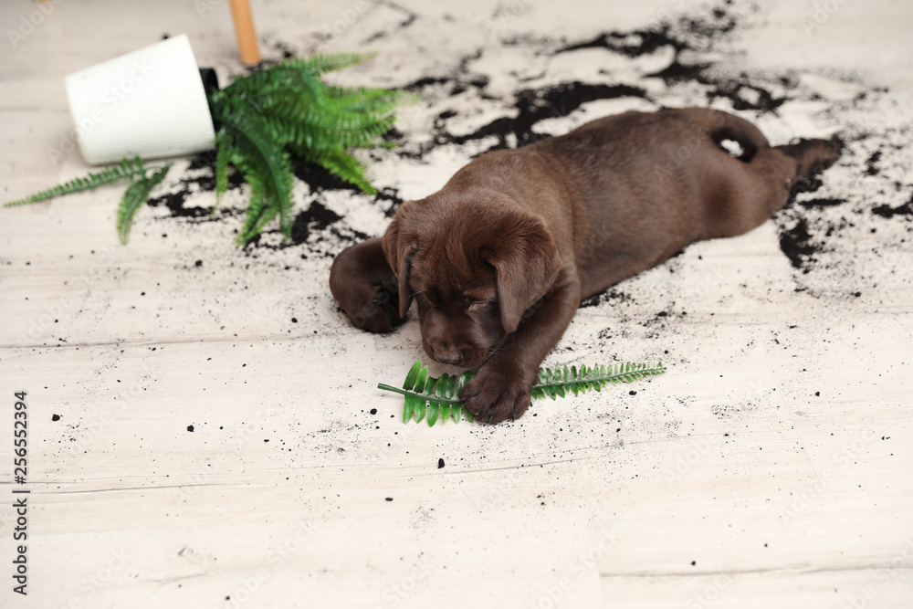 Chocolate Labrador Retriever puppy with overturned houseplant at home - obrazy, fototapety, plakaty 