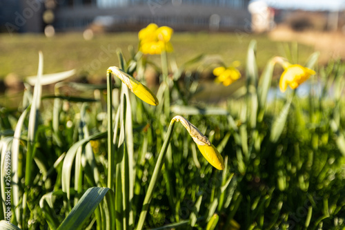 Yellow Dutch daffodil flowers close up low angle of view