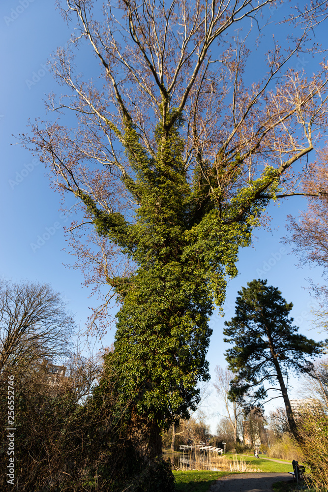 Beautiful big tree in blue sky taken from low angle Beautiful big tree in blue sky taken from low angle