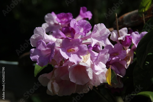 #flowers