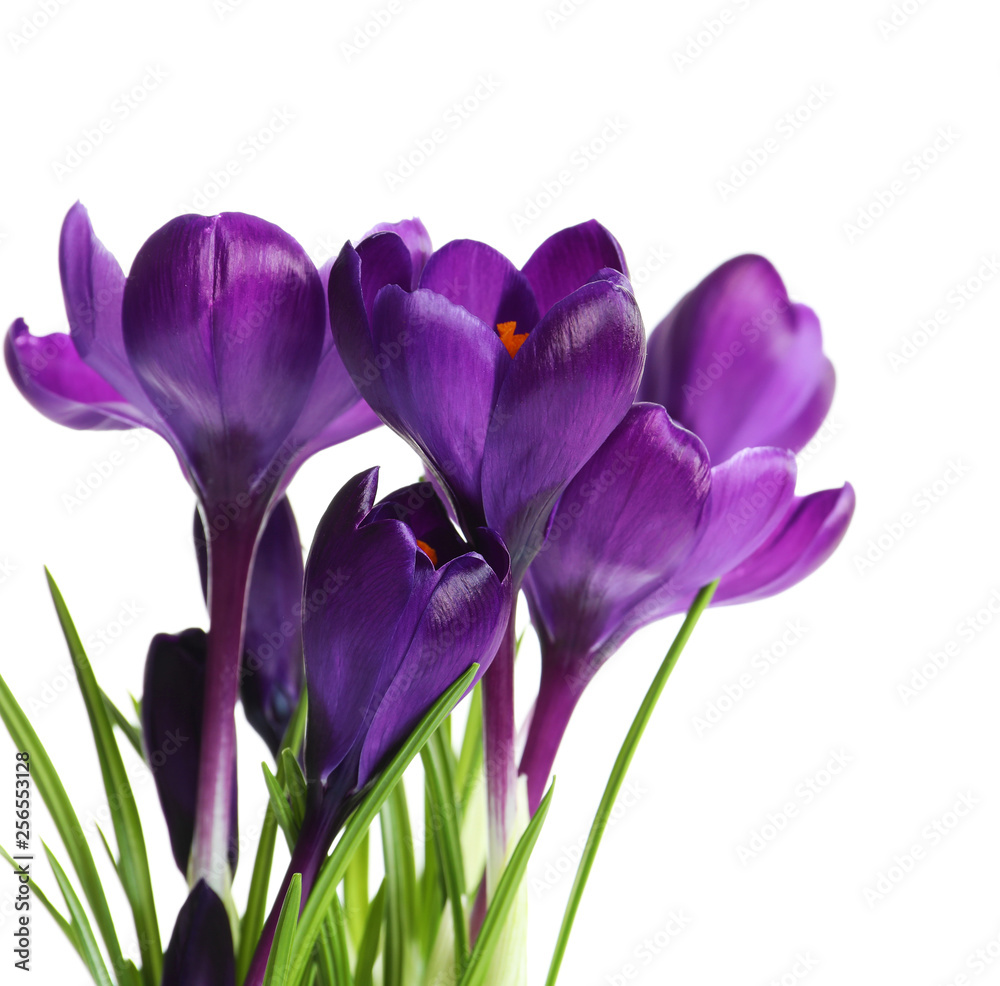 Beautiful spring crocus flowers on white background Beautiful spring crocus flowers on white background