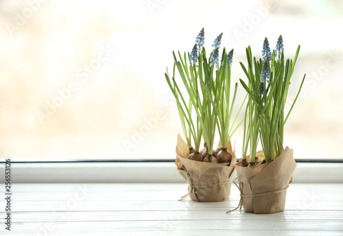 Beautiful spring muscari flowers in pots on window sill  space for text