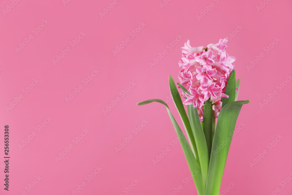 Obraz premium Beautiful hyacinth on color background, space for text. Spring flower