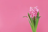Beautiful hyacinth on color background, space for text. Spring flower