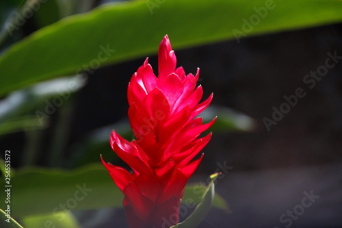 #flowers