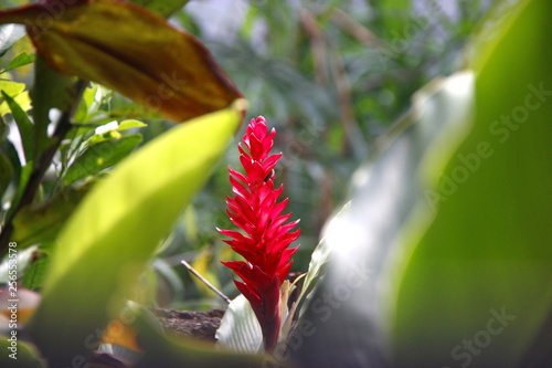 #flowers