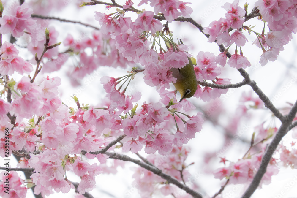 メジロと桜