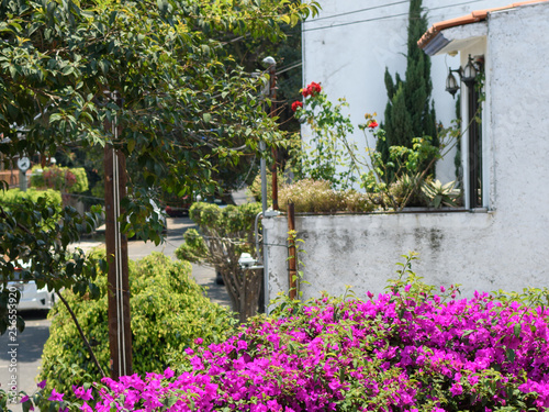 Planta bugambilia en casa de Ciudad de México