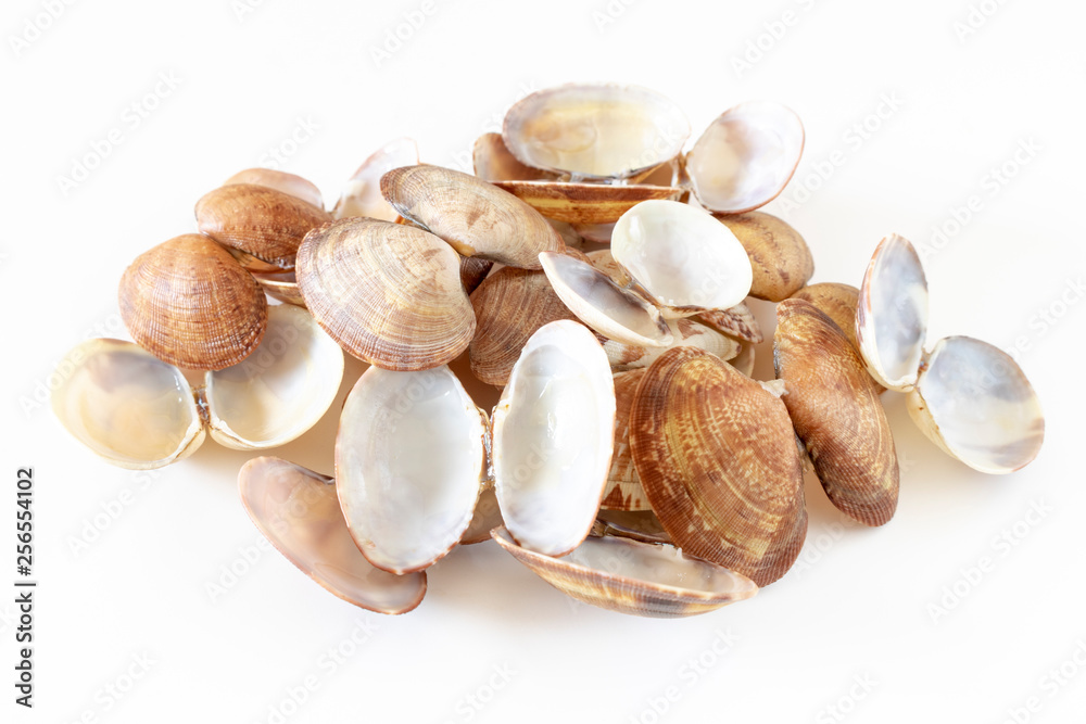 アサリの貝殻