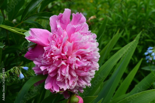 pink flower in the garden