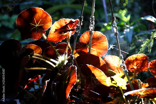 #flowers