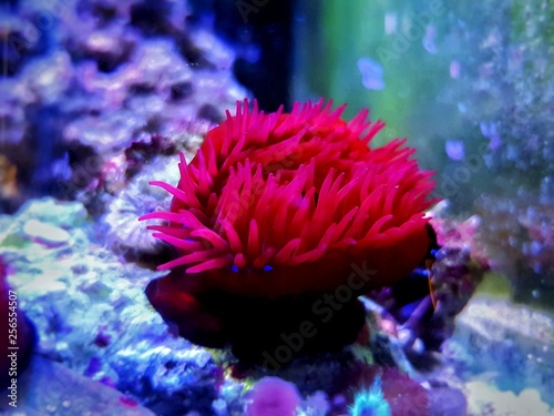 Beadlet anemone - (Actinia equina) © Kolevski.V