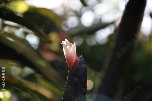 #flowers