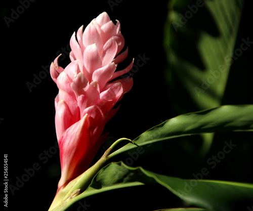 #flowers