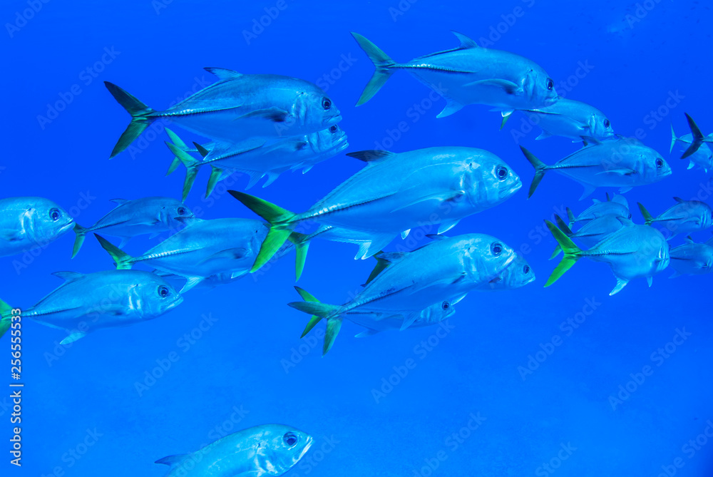 Obraz premium A school of fish swimming in the sea. These are jacks and are found in warm tropical water, usually in big groups. The silver fish are serene in their motion and all seem to think with one mind