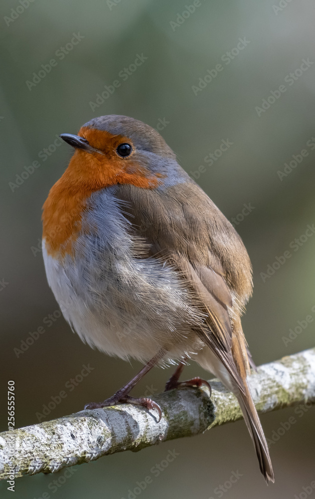 Fototapeta premium European robin (Erithacus rubecula)