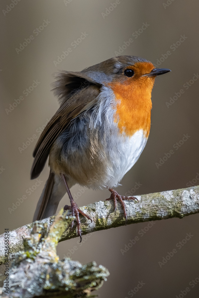 Fototapeta premium European robin (Erithacus rubecula)