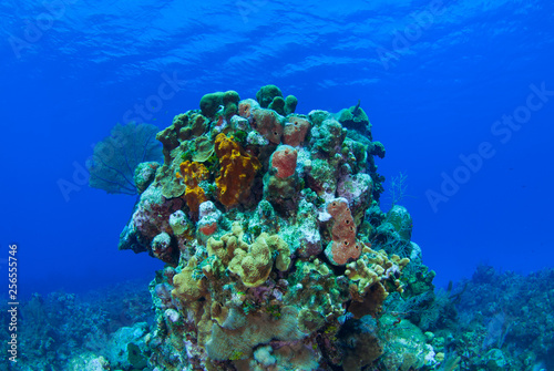A head of coral that has taken thousands of years to form stands proudly off the reef in the Caribbean Sea. This picture was taken on Grand Cayman where the tropical ocean is home to a vast ecosystem