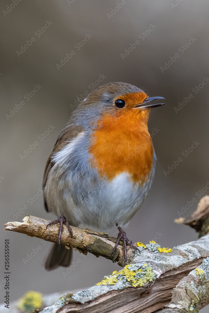 Fototapeta premium Europejski rudzik (Erithacus rubecula)