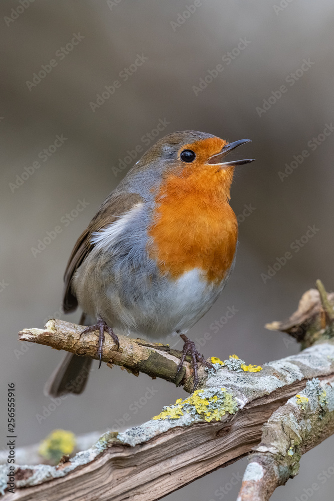 European robin (Erithacus rubecula) European robin (Erithacus rubecula)