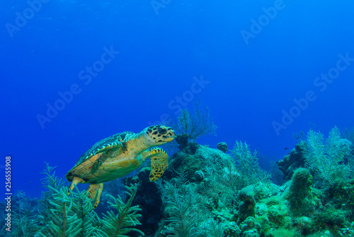 A hawksbill turtle casually hanging out on a tropical reef in the Caribbean Sea. This cool little creature is part of a complex ecosystem that thrives on this pristine reef in the perfectly warm water
