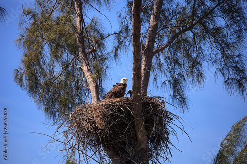 Bald eagle Haliaeetus leucocephalus feeds the eaglets in their nest of chicks