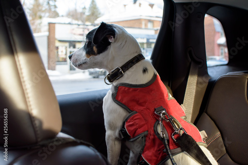 Dog in car wearing dog seat belt pet safety and transportation concept