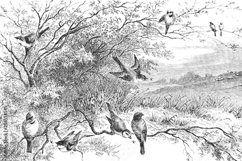 Przedstawienie ptaków na gałęziach - Vintage Grawerowane Ilustracja, 1894