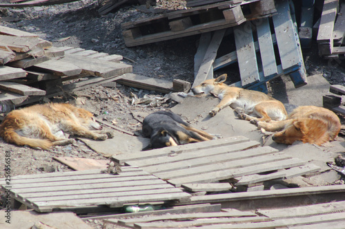 Dogs sleep on the ground in pallets.