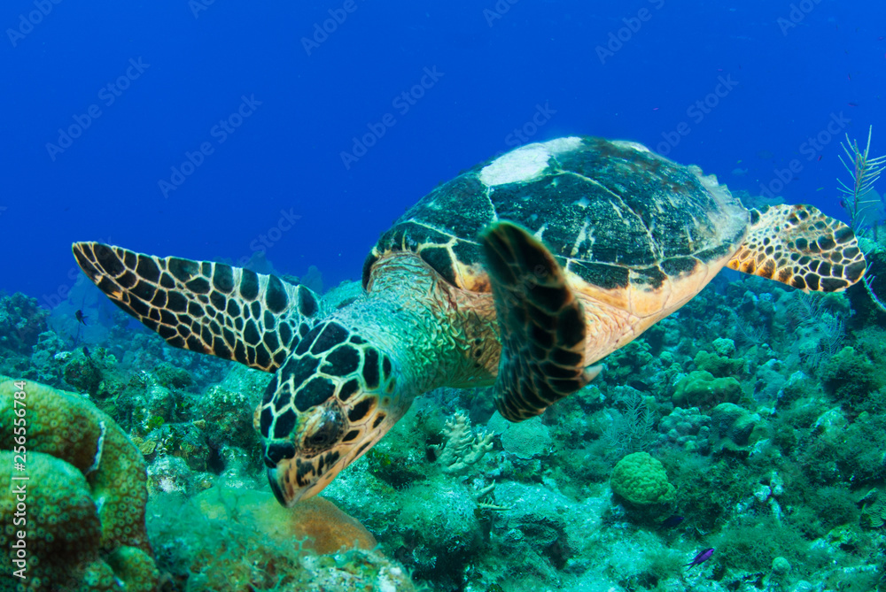 Fototapeta premium A hawksbill turtle casually hanging out on a tropical reef in the Caribbean Sea. This cool little creature is part of a complex ecosystem that thrives on this pristine reef in the perfectly warm water