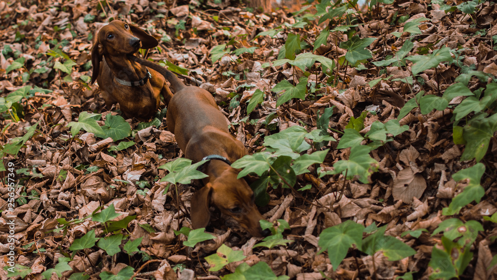 Obraz premium autumn dogs