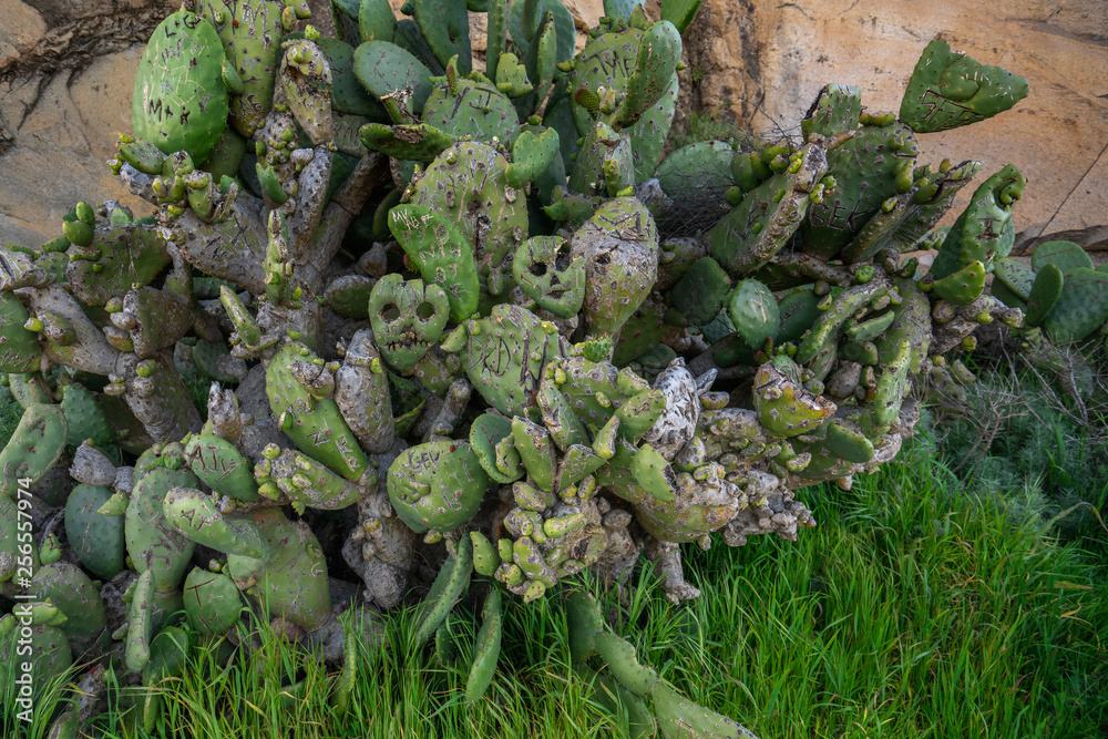 Cactus growing at foothill of Morro Rock, Morro Bay, California Cactus growing at foothill of Morro Rock, Morro Bay, California
