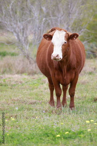 Farming Ranch Angus and Hereford Cattle