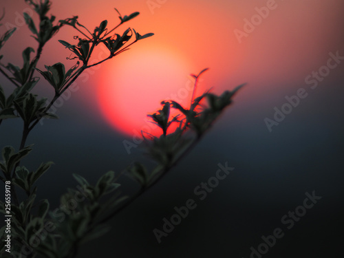 sunset and sky color with tree leaf grass